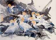 bass rock gannets